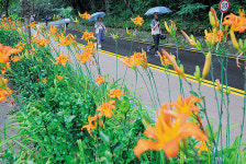 야생화길 따라…