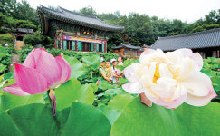 도심 사찰서 연꽃축제