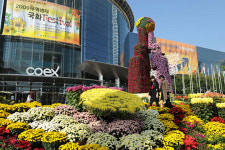 국화향기에 취해…