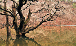 물 머금은 새순… 봄 머금은 계곡… 발걸음을 붙잡다