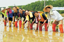 법무부 장관 - 농협회장 ‘모내기 일손돕기’