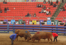 청도소싸움 푼돈 베팅… “도박화 우려는 기우”