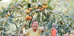 김해 진영단감, 주홍빛 건강 ‘감’좋은 계절!