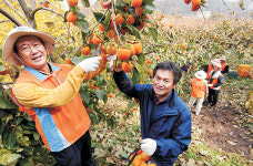 <1사1촌이 농촌活力 이끈다>“거래소 덕에 수확 일사천리… 수출대박 ‘감’이 팍 오네예”
