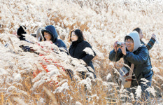 갈대숲에서 ‘찰칵’