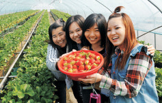 딸기맛 “베리굿”