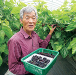 부안 오디, 흰머리 아빠 웃게 한 ‘뽕밭의 효자’