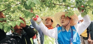 ‘1사1촌’ 결연마을서 매실 따는 총리