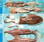<힐링푸드>나쁜 콜레스테롤 녹이는 ‘쫄깃한 삼형제’