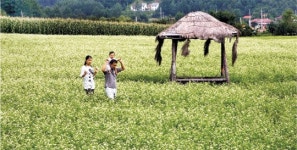 메밀꽃 필 무렵… 봉평엔 ‘웃음꽃’이 흐드러집니다