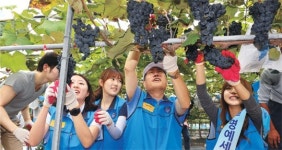<1사1촌이 행복시대 이끈다>꿀포도 수확 30% 늘어 풍년… “신바람 났어요”