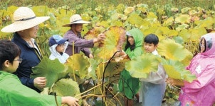 <국민건강 농업인 행복찾기>처음 캐본 고구마, 처음 따본 연잎… “시골생활 신기해요”