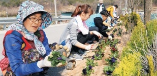 <1사1촌이 행복시대 이끈다>“젊은이들과 꽃 심었더니 꽃처녀 됐어요”