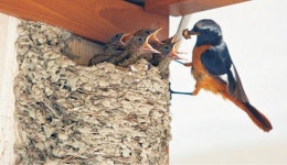 <자연&포토>제비집에 둥지 튼 딱새… 곧 비워줄까