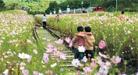 한우·송이 맛보고 코스모스길 걸어볼까
