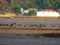 <자연&포토>사천 광포만, 흑두루미의 새 도래지