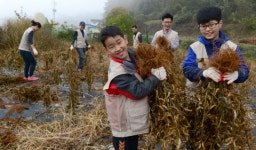 <1사1촌이 행복시대 이끈다>봄에 직접 심은 콩 수확… “農心 알게 됐어요”
