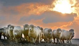 양띠해… ‘상서로운 빛’ 퍼져라