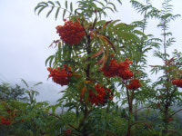 <약초 이야기>마가목, 진해·거담 작용… 천식·기관지염 효험