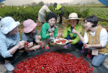 <국민건강 농업인 행복찾기>잘익은 붉은 고추 한입 깨무니 …“와 ~ 사과처럼 새콤달콤”