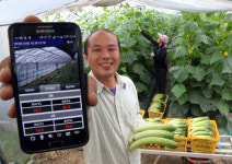 <창조경제 24시 現場을 가다>‘스마트 Farm’이 온도·습도 원격 조절… 생산성 22% ↑