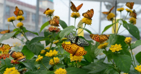 <카메라 기행>알록달록 꽃잎 같은 날갯짓… 곱게 펼쳐 나빌레라