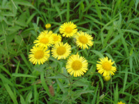 <약초 이야기>금불초, 맵고 쓴맛 강해… 기침·가래 해소에 효과