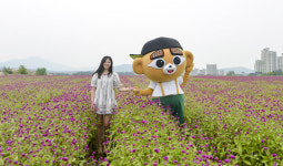 ‘1000만송이 천일홍 군락지’ 구경오세요