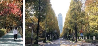 양재천 단풍길·카페거리 茶 한잔… ‘5感 만족’ 산책