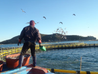<참다랑어 ‘국내 양식 시대’ 개막>10년 시행착오 끝 ‘결실’…日보다 맛과 육질 뛰어나