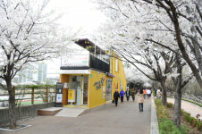 서울 중랑·동대문구, 중랑천 사이 두고 주말 ‘벚꽃축제’