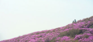 멋·맛·음악·전시·체험행사…‘五感 만끽’ 봄꽃축제