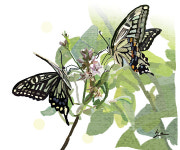 <새로나온 詩>발라드의 끝 -황동규-