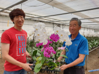 화분에 심어진 동두천 호접란 어린묘, 美 수출길 ‘활짝’