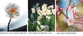<박경일기자의 여행>수평선 너머 별마중… 돌담길 아래 꽃마중… 제주는 이미 봄마중