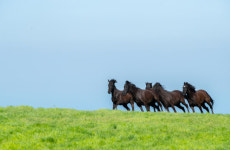 푸른벌판 위 ‘말 달리자’