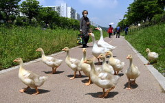 <도시풍경>안산천길 산책 나온 뒤뚱뒤뚱 거위가족