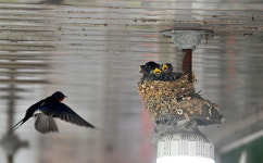 <도시풍경>오! 반가운 제비집… 쉿! 멀리서 지켜보세요