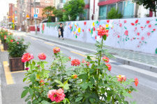 ‘장미 마을’ 가꿨더니… 서울 중랑구 분위기 ‘활짝 피었습니다’