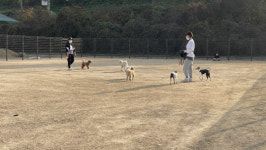 송파구, 반려견 놀이터 조성… 가락동 탄천유수지 유휴터에