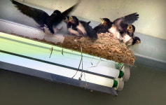 <포토 에세이>대합실 천장에 제비집… 탈 없이 자라 다시 오너라