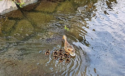 방학천 오리에 돌 던져 죽인 10대 형제…왜 그랬을까?