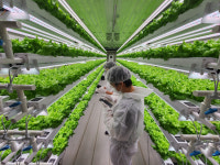 온도·습도 최적화 ‘스마트팜’… 사계절 내내 최상급 채소 안정 공급