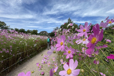 가을 속으로… 사직근린공원 ‘코스모스 길’