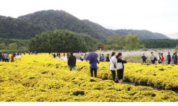 울산 태화강 국가정원 가을 축제로 흠뻑
