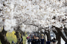 ‘여의서로 벚꽃길’ 내달 1일 오전 10시부터 교통통제...4년만에 ‘봄꽃 축제’