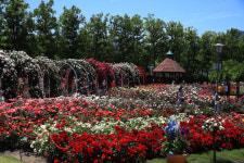 장미향 가득한 곡성 기차마을에서 인생 사진 ‘찰칵’