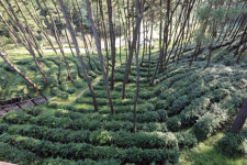 국내 최북단 야생 녹차 군락… 향도 맛도 경치도 ‘엄지 척’[우리 동네 ‘히든 챔피언’]