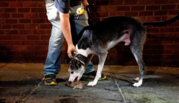 ‘쥐와의 전쟁’ 워싱턴DC 등 美 주요 도시들…개와 고양이 투입해 쥐잡기