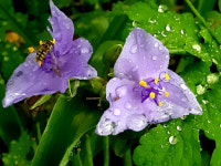 침묵의 ‘방사능 오염 감시자’ 자주달개비[정충신의 꽃·나무 카페]